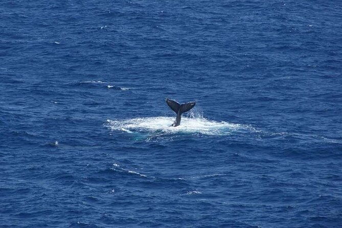1.5 Hour Whale Watching Cruise With Transportation - Final Thoughts: Who Should Consider This Tour?