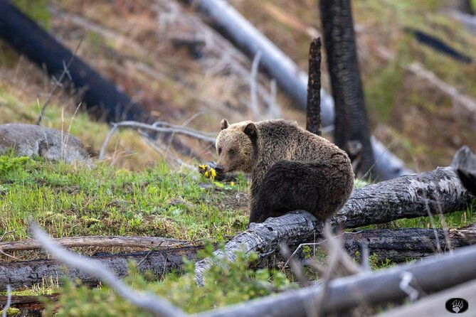 #1 Special Yellowstone Hot Spots Lower Loop From Cody Wy! - FAQ