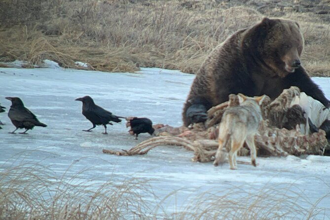 2-Day Private Yellowstone Tour(Lower and Upper Loops w Iconic Sites) w Lunch - Analyzing the Price and Value