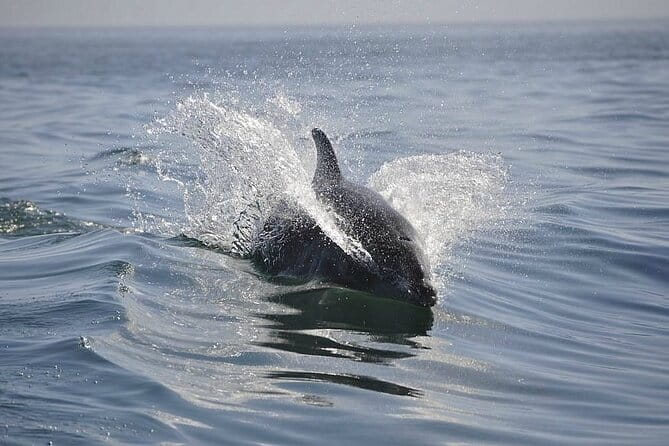 2 hour Dolphin Sightseeing Tour in Melbourne Florida - FAQs