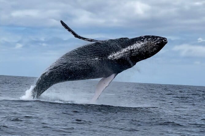 2 Hour Prime Time Maui Whale Watching - FAQ: Practical Questions About the 2 Hour Prime Time Maui Whale Watching Tour