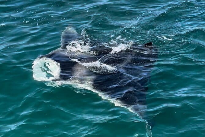 2 Hour Private Dolphin Sightseeing Tour - The Experience: What Travelers Are Saying