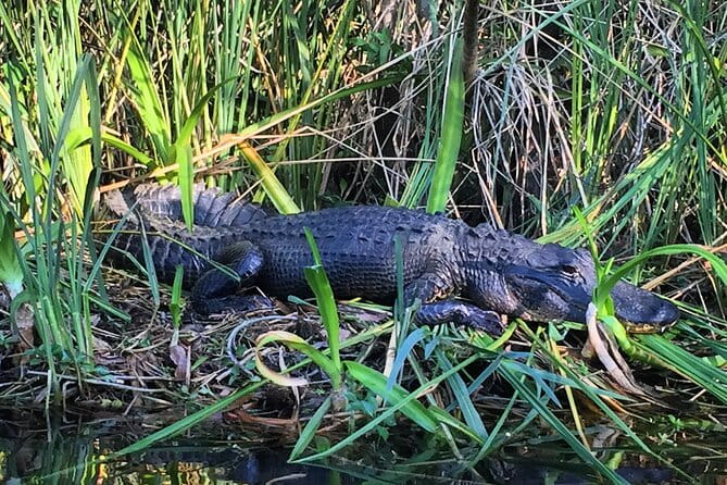 2Hour Everglades Kayak Safari Adventure Through Mangrove Tunnels - Who Will Love This Tour?