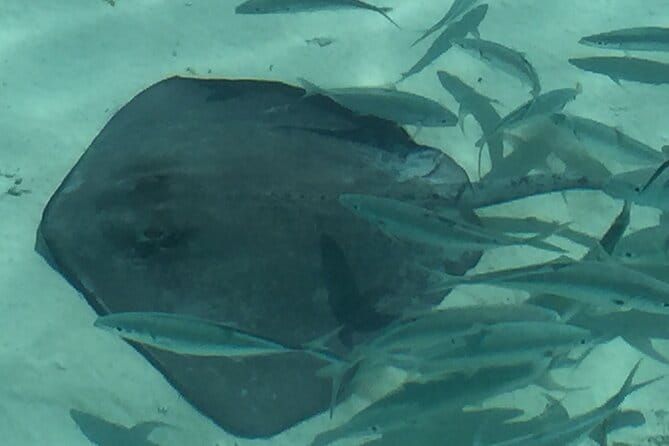 3 Hour Private Snorkeling in Marathon Florida - Who Should Consider This Tour?