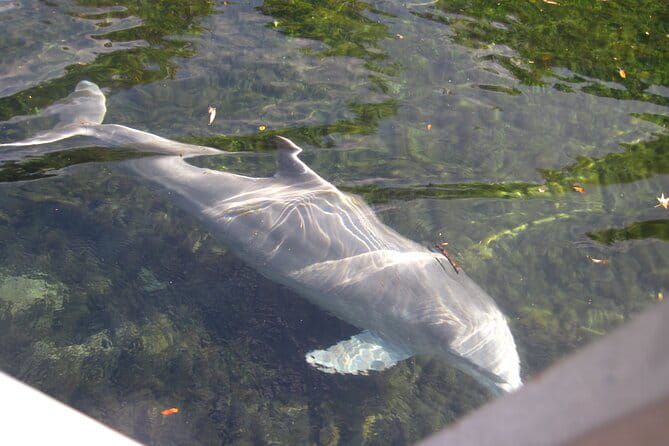 3 Hour See Crystal River Wildlife Safari Boat Cruise - FAQ – Your Questions Answered