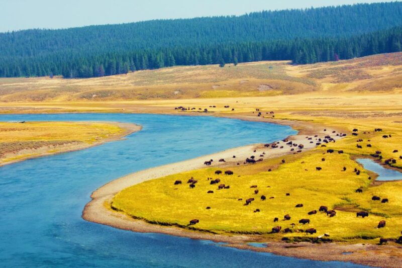 5-Day Winter Yellowstone Wildlife Tour - The Experience of Traveling in Winter