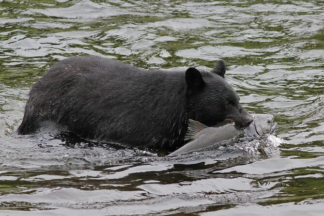 Alaskan Bear Encounter by Land & Sea - Who Should Consider This Tour?