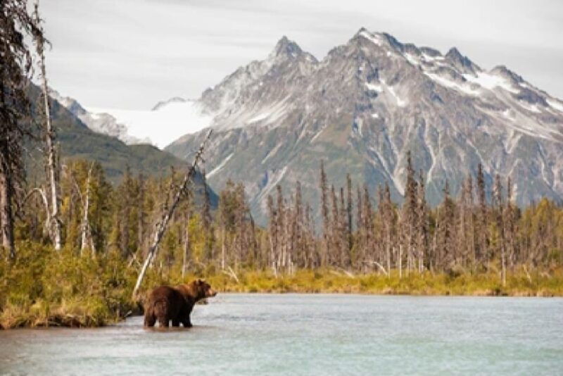 Anchorage: Kenai Fjords & Denali National Park 5 Day Tour - The Sum Up