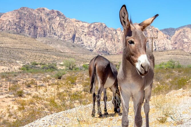 Audio Driving Tour: Grand Canyon West, Hoover Dam Red Rock Canyon - The Sum Up