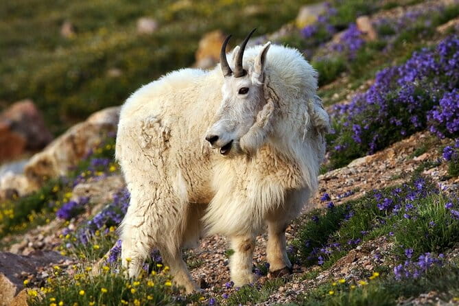 Beartooth Highway Private Half Day Tour - Authentic Experiences and Guest Feedback