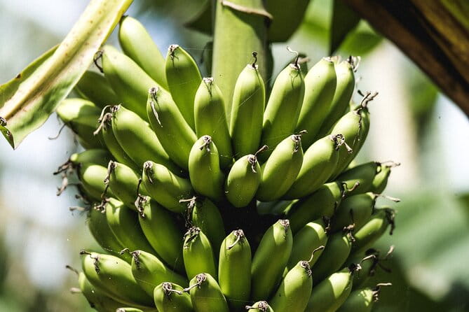 Big Island Farms Tour in Hawaii - The Value of This Tour