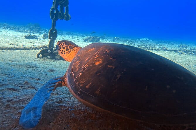 Certified Diver: 2-Tank Night Dive - FAQ: Your Night Dive Questions Answered