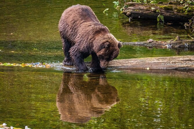 Chichagof Island Tour: Brown Bear Search - Final Thoughts
