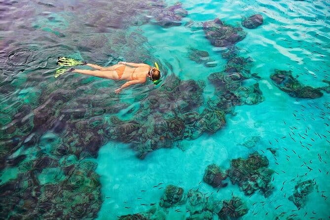 Dolphin, Sea Cave, Captain Cook, Kealakekua Bay Reef Snorkeling - Practical Tips for Travelers