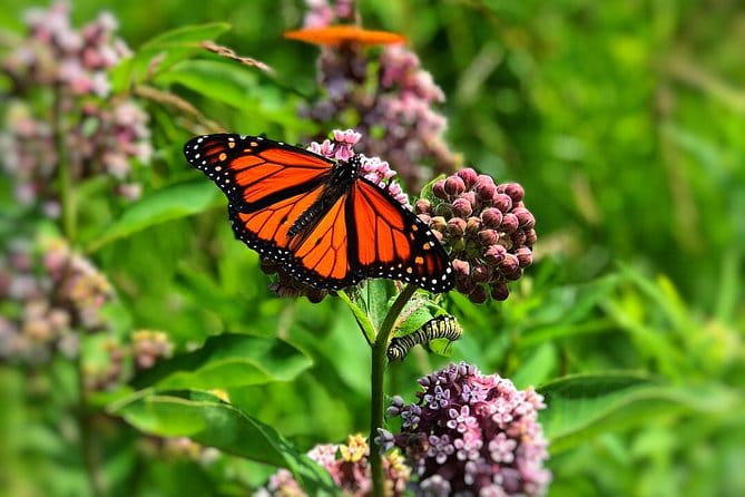 Door County Wetlands Kayak Tour - FAQs