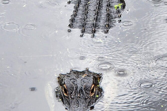 Everglades National Park Naturalist Led Hike, 2 Boat Trips + More - Wrapping It Up