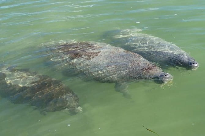 Explore the Mangrove Creeks with an ALL Day Tandem Kayak Rental - FAQ