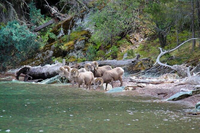 Flathead Lake Private Sunset Wild Horse Island Boat Tour - Summary: Who Will Love This Tour?