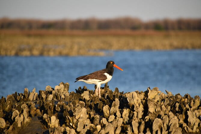 Folly Beach Eco Boat Excursion and Morris Island Drop Off - Final Thoughts: Is It Worth It?