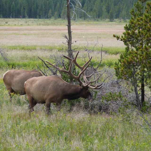 From Jackson: Half-Day Grand Teton National Park Tour - Price and Value