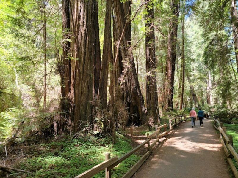 From San Francisco: Private Muir Woods and Napa Wine Tour - Scenic Drive and Iconic Sights