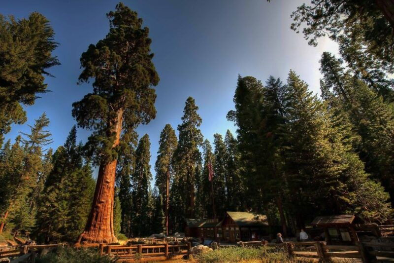 From San Francisco: Yosemite Private Full-Day Trip - Authentic Experiences and Traveler Feedback