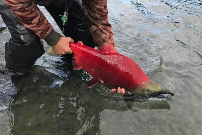Full day fishing trips - The Sum Up