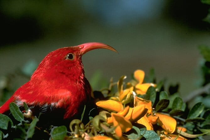 Full-Day Hakalau Forest Reserve Bird Watching Adventure - Final Thoughts
