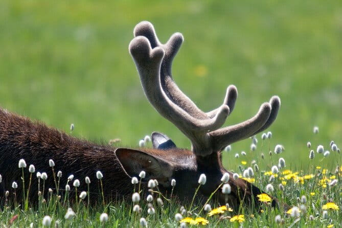 Full Day Yellowstone Nat'l Park Tour From West Yellowstone - Price and Value