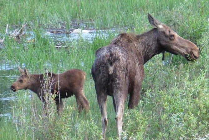 Grand Teton National Park - PRIVATE Full-Day Tour from Jackson Hole - Who Will Love This Tour?