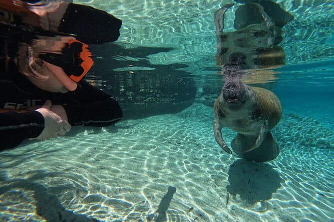 Guided Crystal River Manatee Snorkeling Tour - Final Thoughts