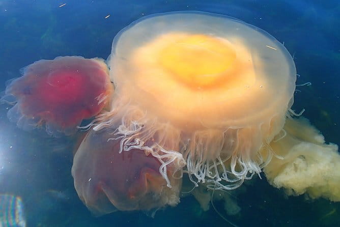 Guided Kayak Tour on San Juan Island - Value and Cost Analysis