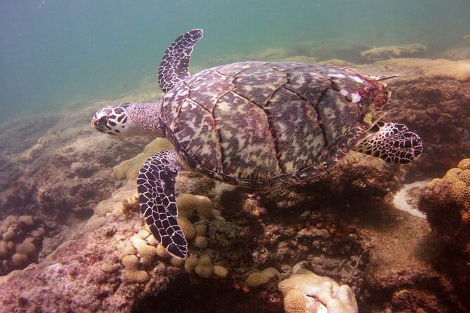 Guided Snorkel Experience in Fort Lauderdale - Who Might Want to Consider Other Options