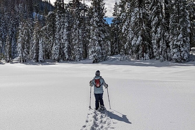 Half Day Snowshoe Hike in Tahoe National Forest - The Sum Up