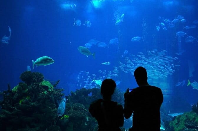 Houston City Tour and Downtown Aquarium All Rides Pass - Houston City Tour and Downtown Aquarium All Rides Pass: An Honest Review