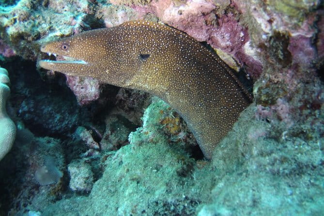 Kauai's Ultimate Scooter Adventure 2 Tank Dive (Advance Certified Divers Only) - Who Should Consider This Tour?