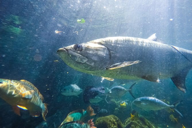 Key West Aquarium Admission - Final Thoughts