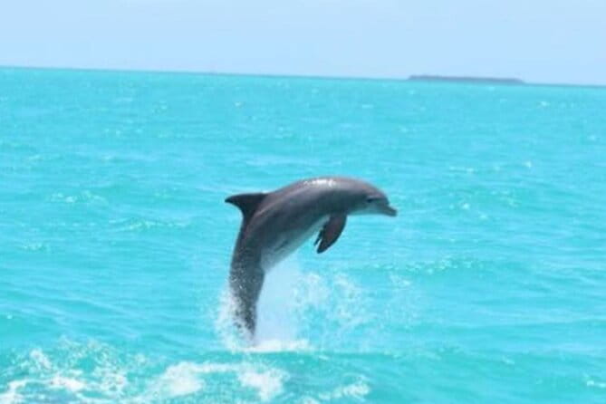 Key West's Favorite Afternoon Dolphin Sail - The Bottom Line