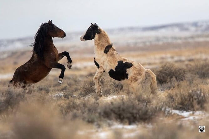 Kicking Red Canyon Wild Mustang Bus Tour Deals 5 PM In Cody - The Sum Up: Why This Tour Is a Great Choice
