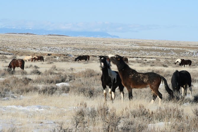 Kicking Red Canyon Wild Mustang Bus Tour Deals 8am Daily - The Practical Side: Price, Duration, and Value