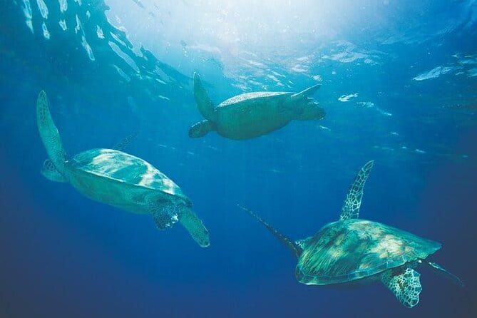 Kona Coastline Escape: Sail with Dolphins & Turtles on Honi Olani - Final Thoughts: An Authentic and Relaxing Sea Escape