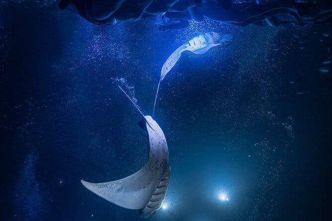 Kona Night Manta Snorkel Tour - Summary: Is It Worth It?