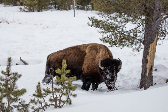 Luxury 1/2 Day Winter Grand Teton Tour & Sleigh Ride - Concluding Thoughts: Who Will Love This Experience?