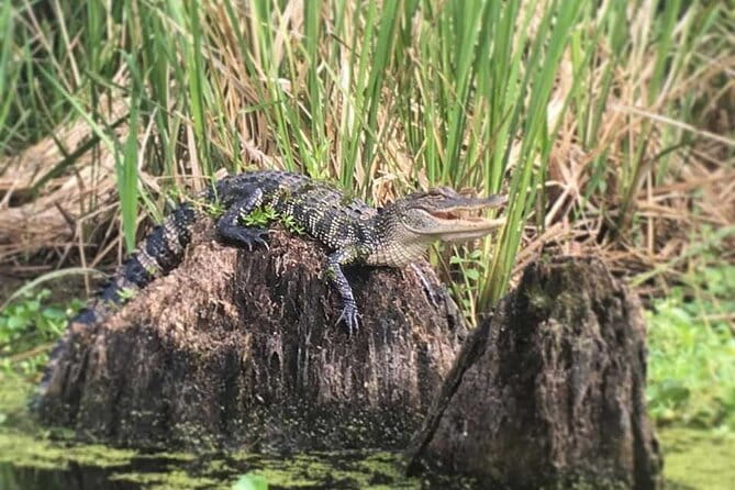 Manchac Swamp EXTENDED Kayak Tour with Pickup - Additional Details and Considerations