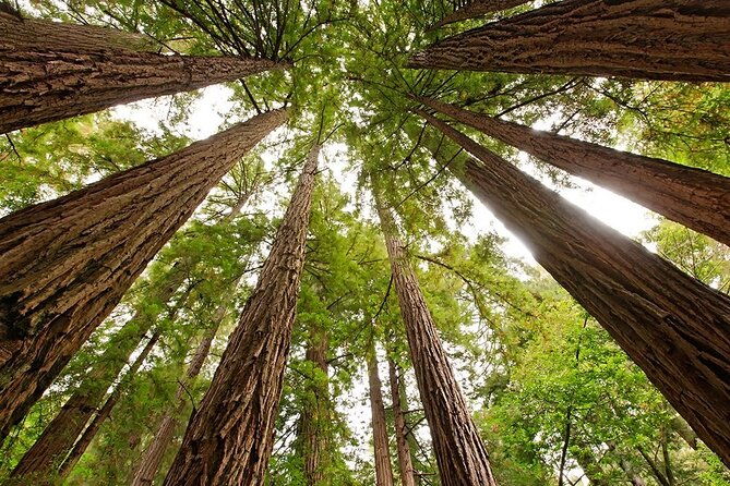 Muir Woods & Sausalito: Small Group Experience - Authentic Feedback from Travelers