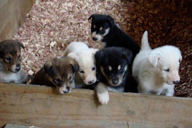 Musher's Camp and S'more Roasting Experience - FAQ: Your Questions Answered