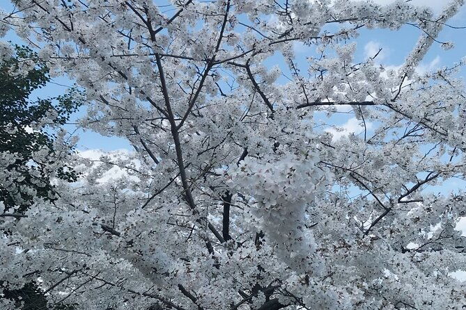 New York to Washington D.C. Spring Cherry Blossom Full-Day Tour - Returning to NYC