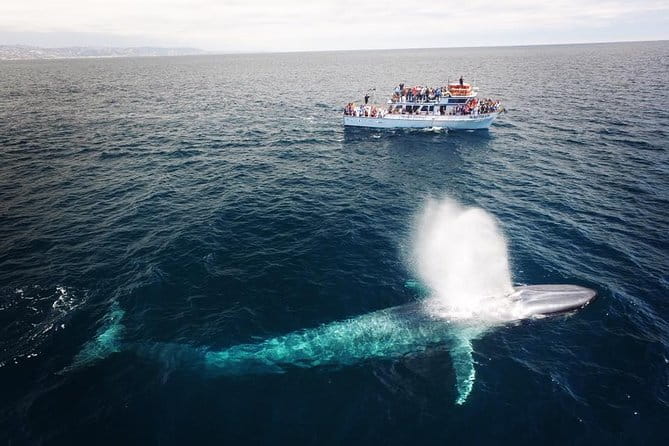 Newport Beach Whale and Dolphin Watching Cruise - Final Thoughts
