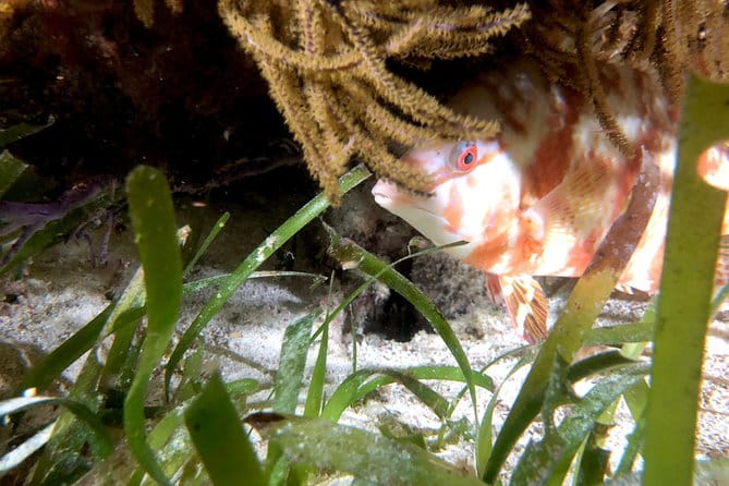 No Experience Required to Discover Scuba in Florida - Practical Details: What You Need to Know