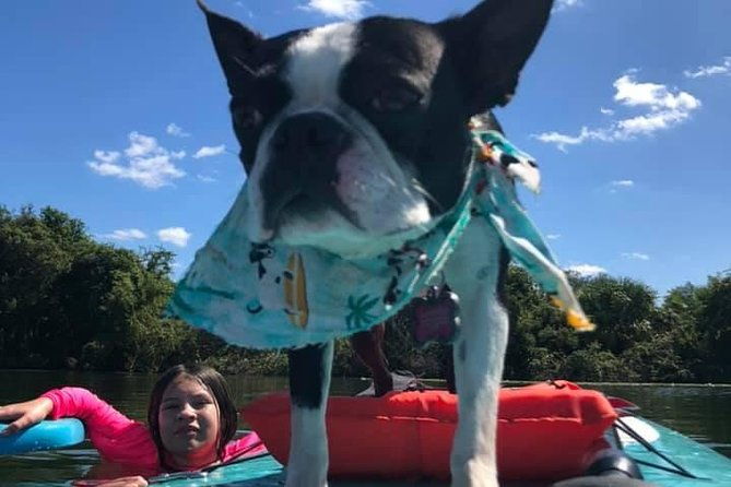 Paddle with Pups in Paradise - Paddleboard or Kayak - Who Should Consider This Tour?